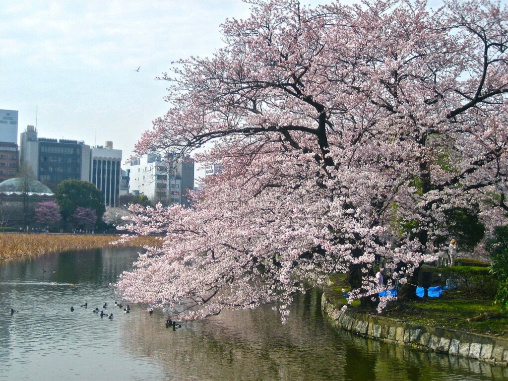 cherry blossom, tokyo, imperial palace-238435.jpg
